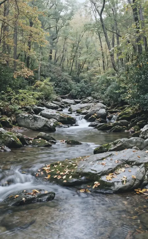 A clear creek running over mossy gray boulders through a hardwood forest, with rhododendron along the banks and fallen yellow leaves on the rocks.